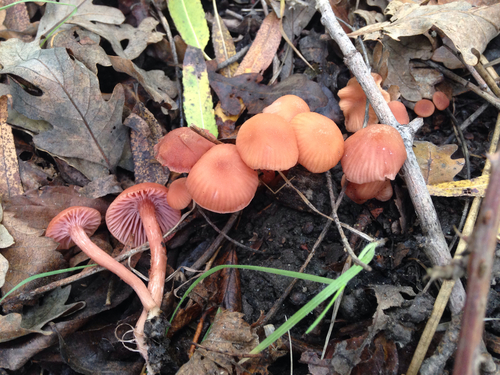 Laccaria laccata (Deceiver) — photo