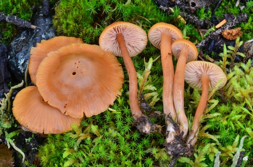 Laccaria laccata