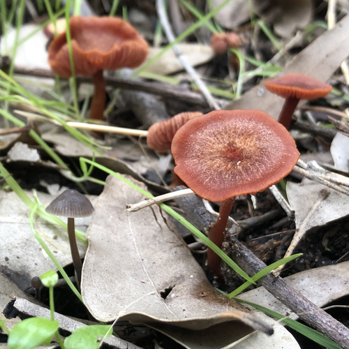 Laccaria lateritia — photo
