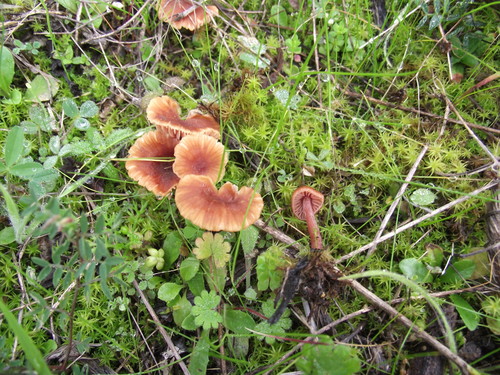 Laccaria lateritia — photo