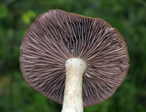 Laccaria ochropurpurea — photo