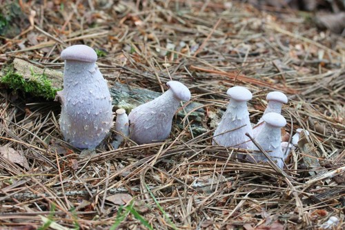 Laccaria ochropurpurea — photo