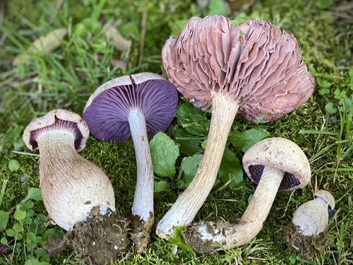 Laccaria ochropurpurea