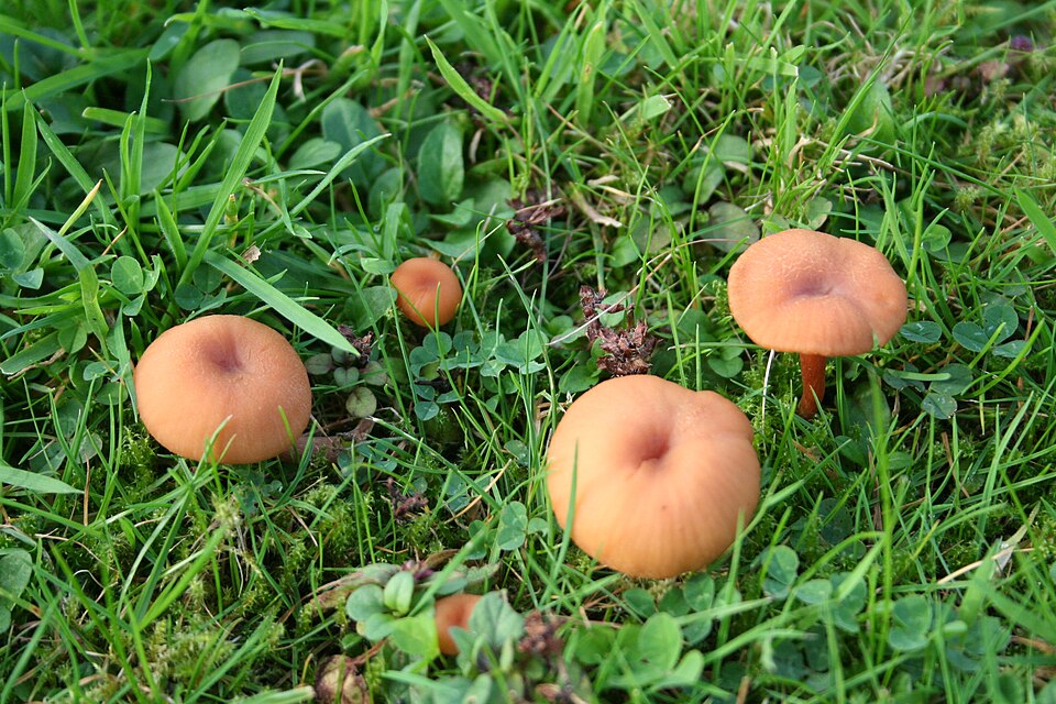 Laccaria proximella — photo