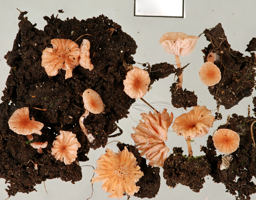 Laccaria tortilis — photo