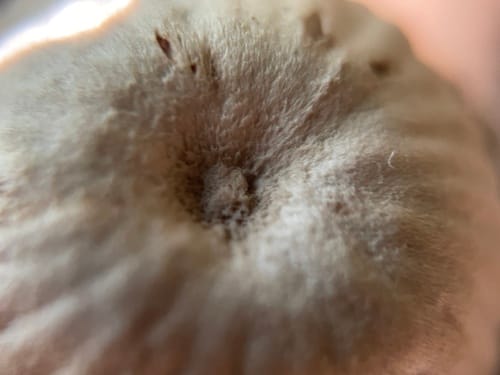 Laccaria vinaceoavellanea — photo