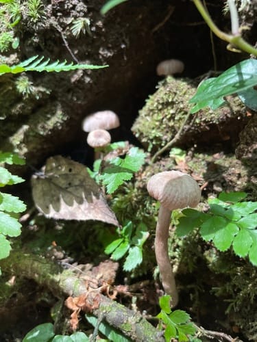 Laccaria vinaceoavellanea — photo