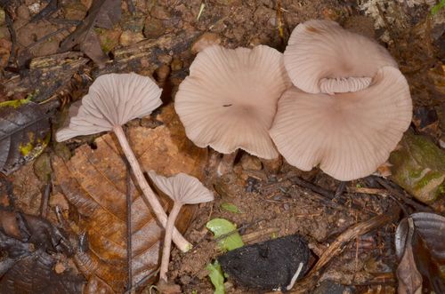 Laccaria vinaceoavellanea