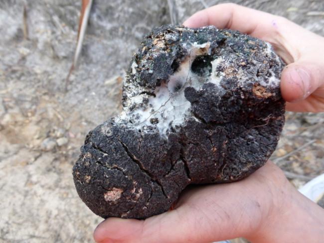 Laccocephalum mylittae (Native bread) — photo