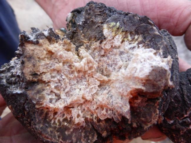 Laccocephalum mylittae (Native bread) — photo