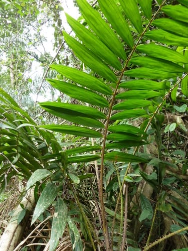 Laccosperma secundiflorum — photo