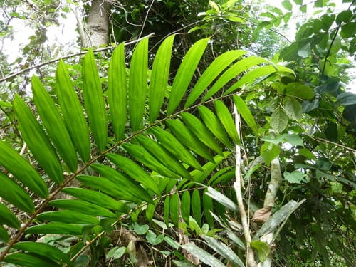 Laccosperma secundiflorum — photo