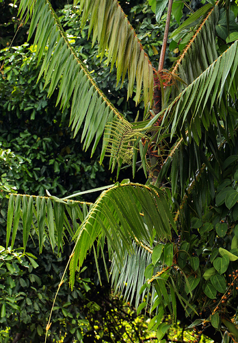 Laccosperma secundiflorum