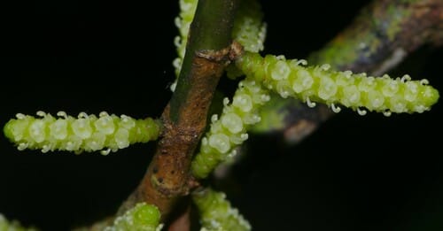 Lacistema aggregatum — photo