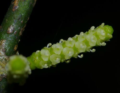 Lacistema aggregatum — photo