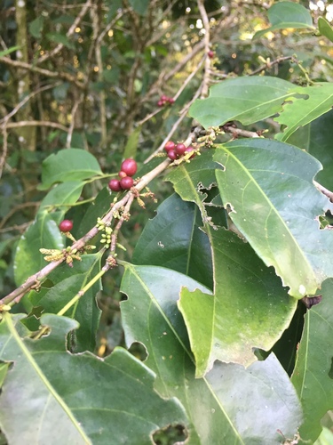 Lacistemataceae