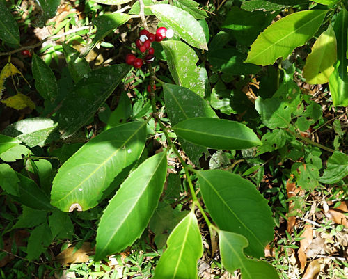 Lacistema hasslerianum (Guruguva) — photo