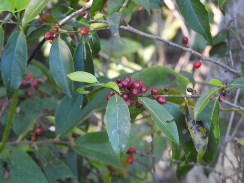 Lacistema hasslerianum