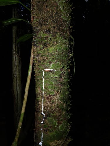 Lacmellea aculeata (Prickly lacmellea) — photo