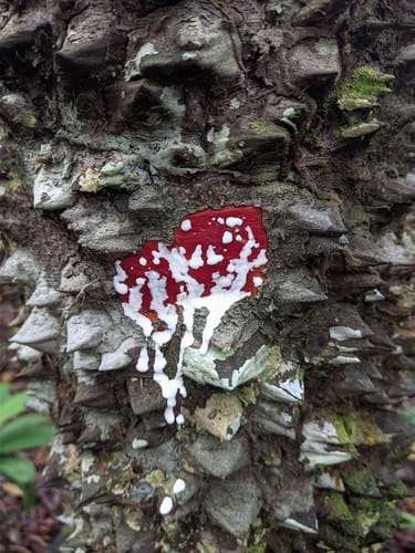 Lacmellea gracilis (Graceful lacmellea) — photo