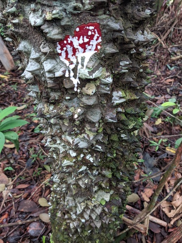 Lacmellea gracilis
