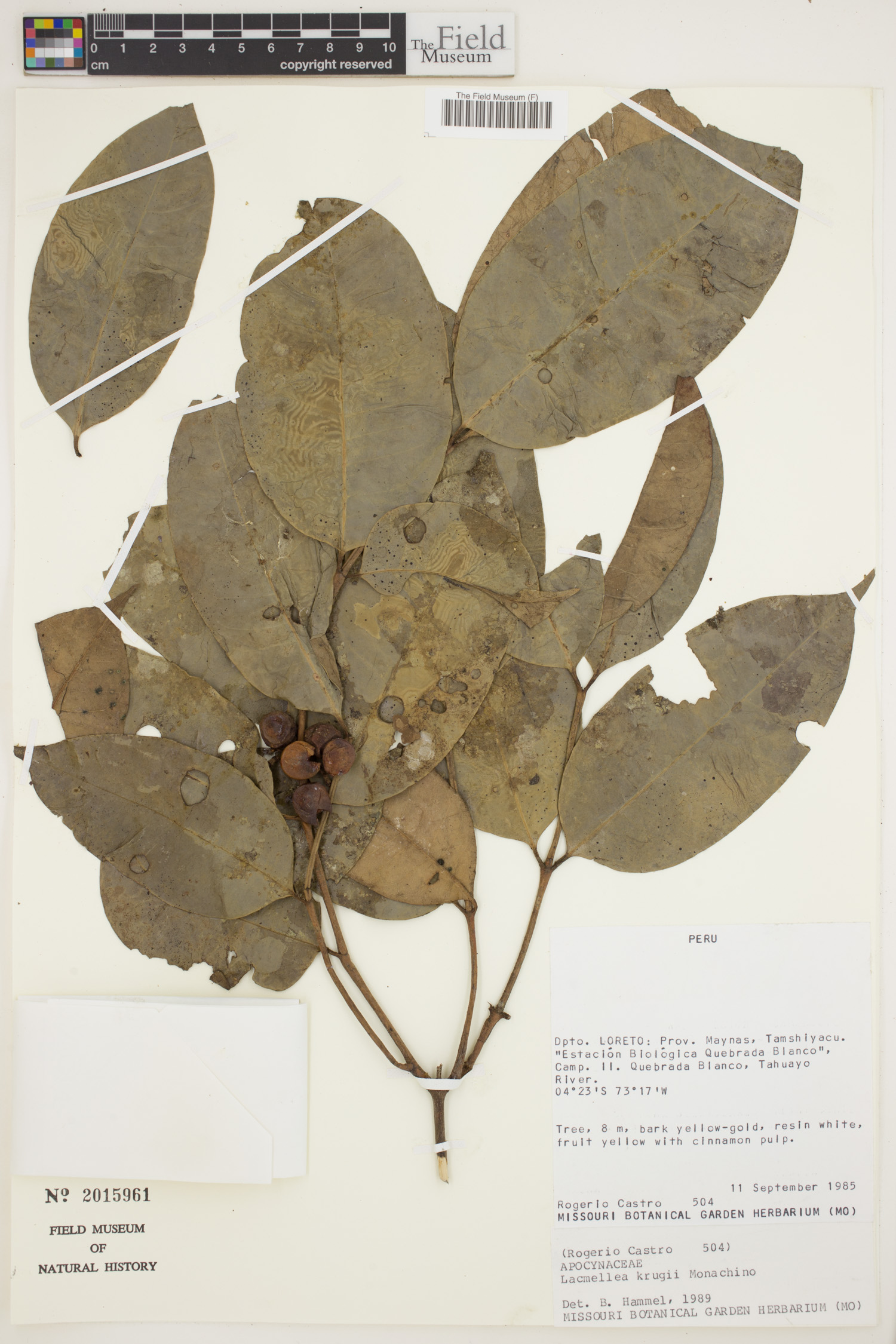 Lacmellea klugii