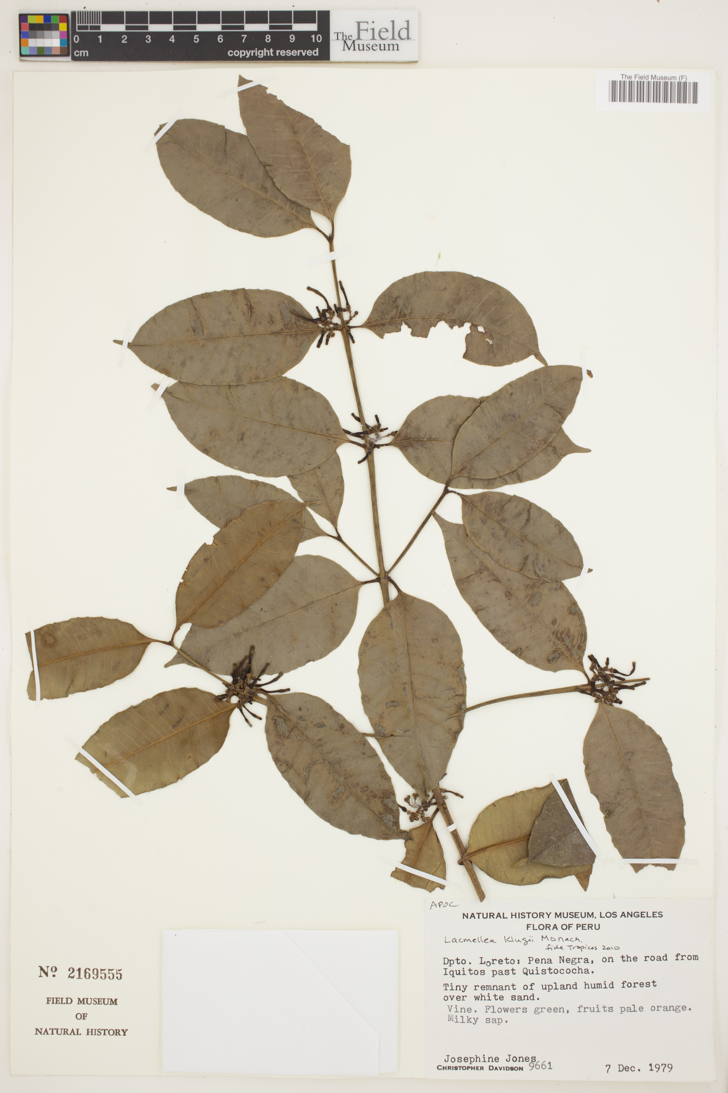 Lacmellea klugii — photo