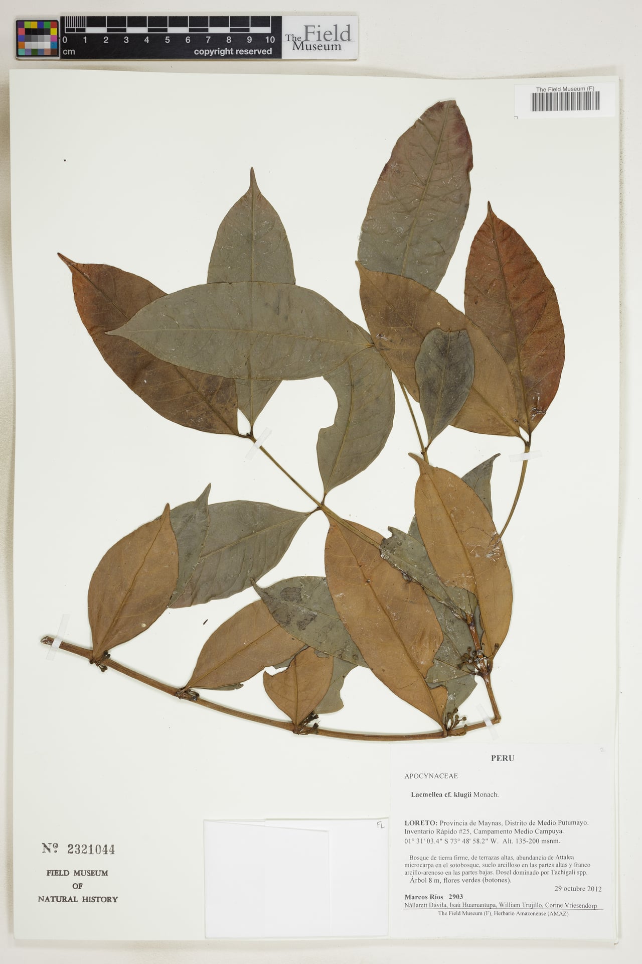 Lacmellea klugii — photo