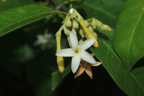 Lacmellea lactescens