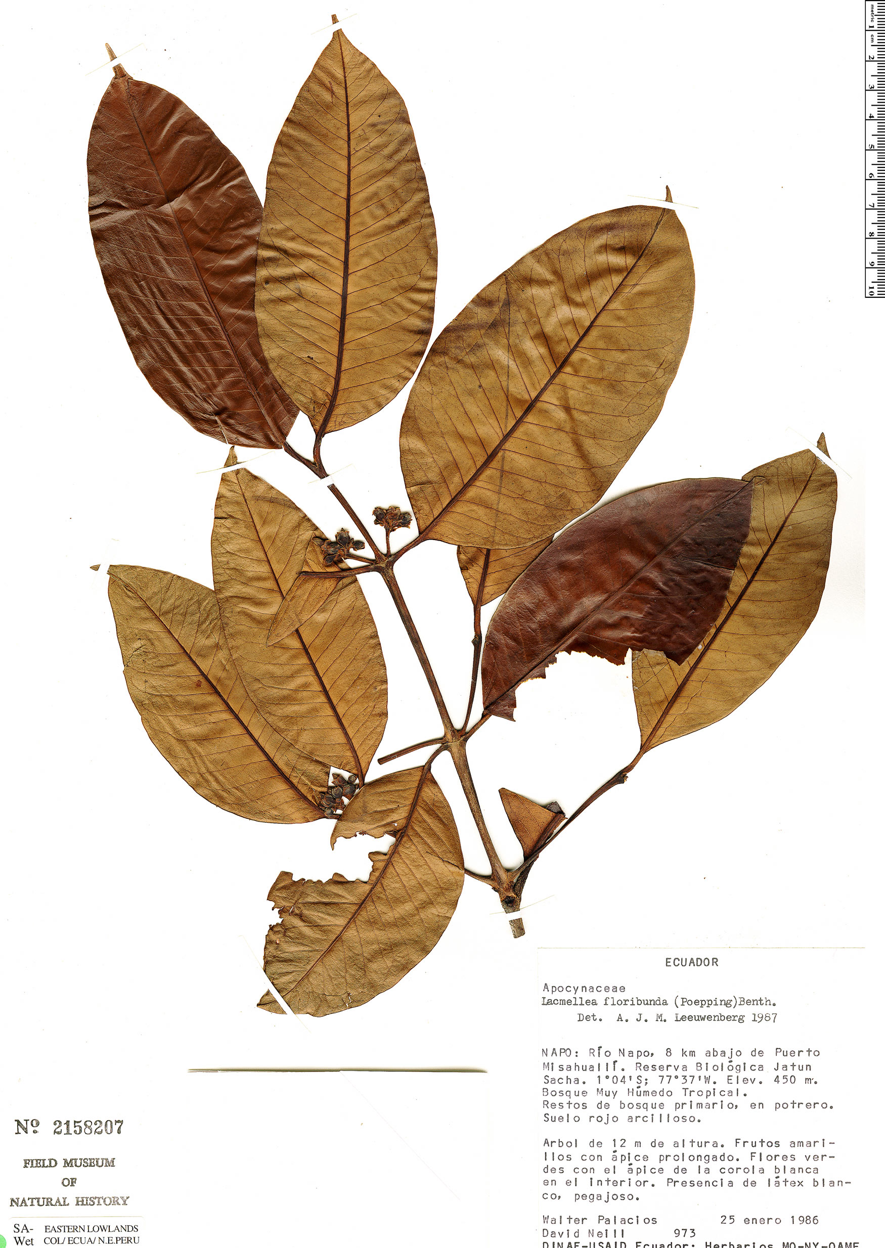 Lacmellea macrantha (Bigflower lacmellea) — photo