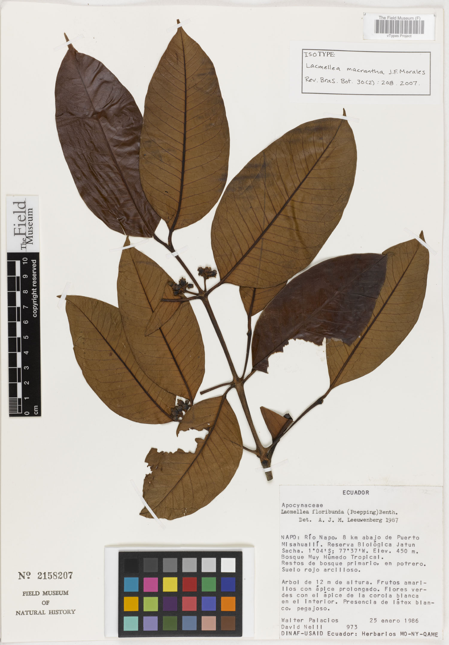 Lacmellea macrantha (Bigflower lacmellea) — photo