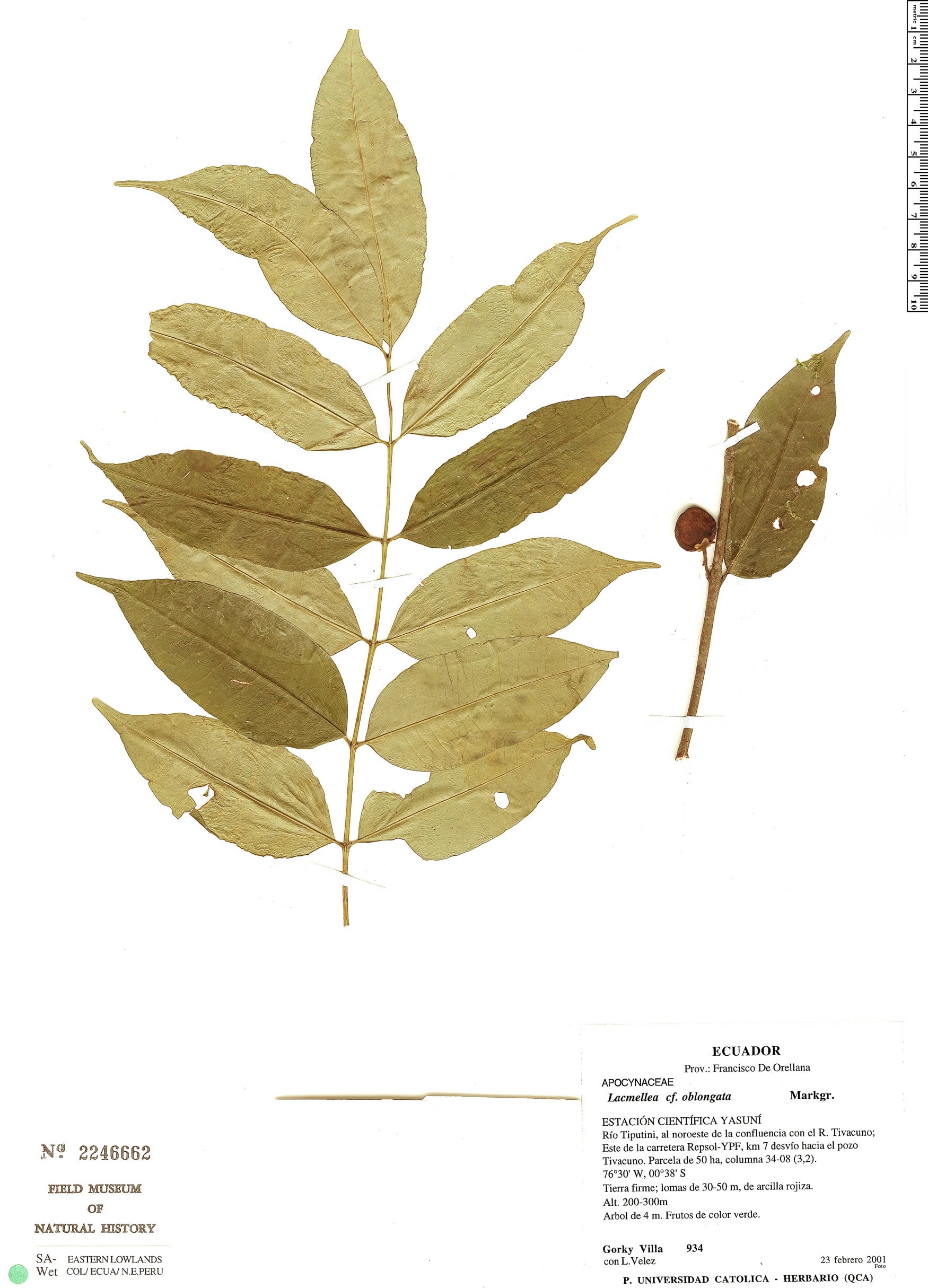 Lacmellea oblongata (Oblong lacmellea) — photo