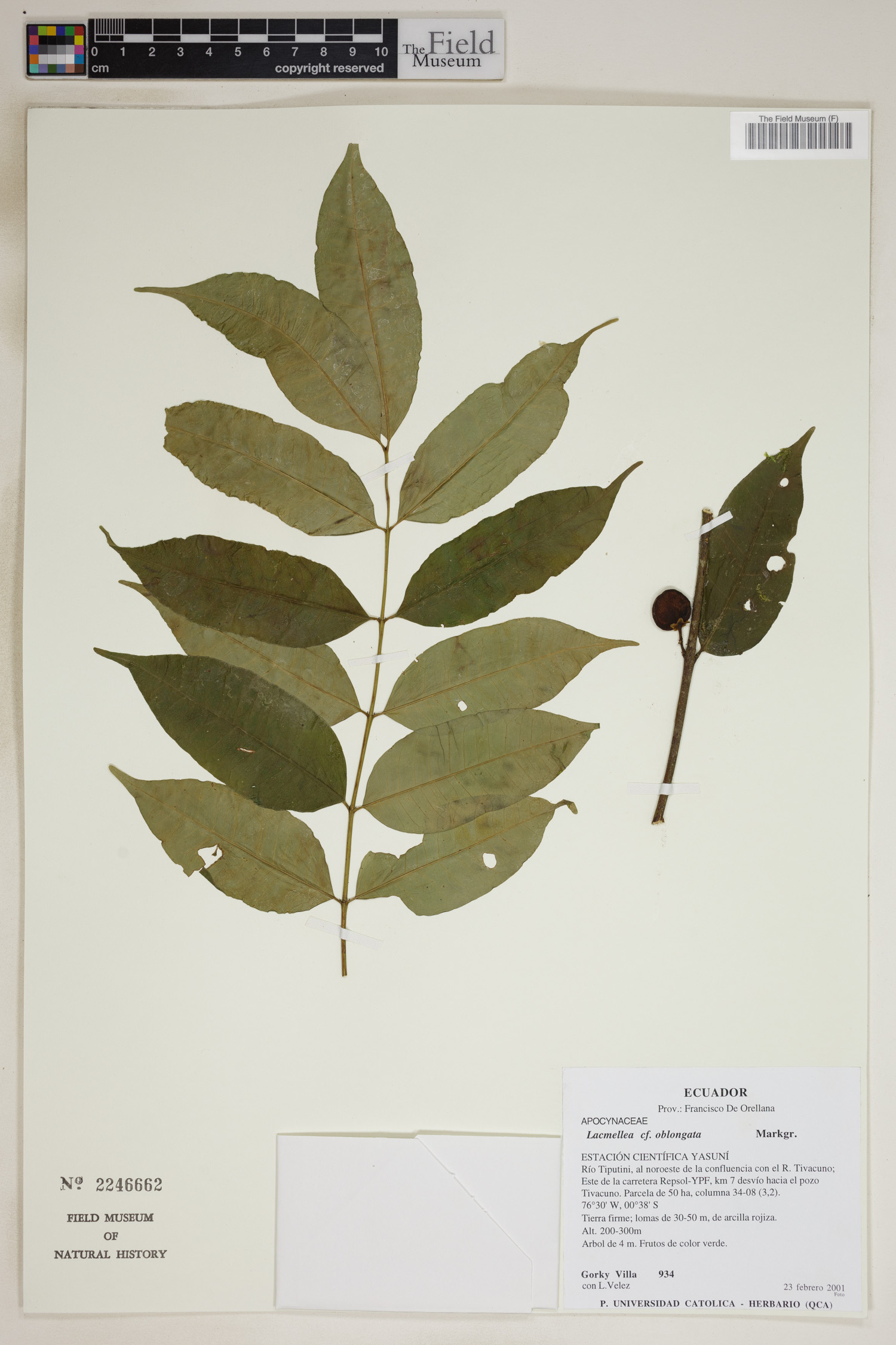 Lacmellea oblongata (Oblong lacmellea) — photo