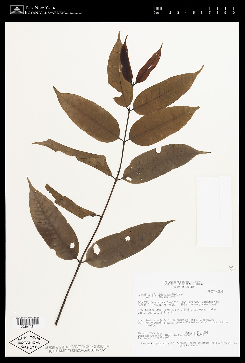 Lacmellea oblongata