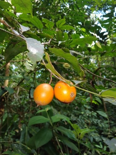 Lacmellea panamensis (Panama lacmellea) — photo