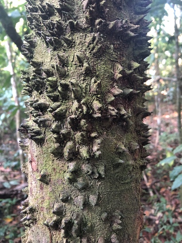 Lacmellea panamensis