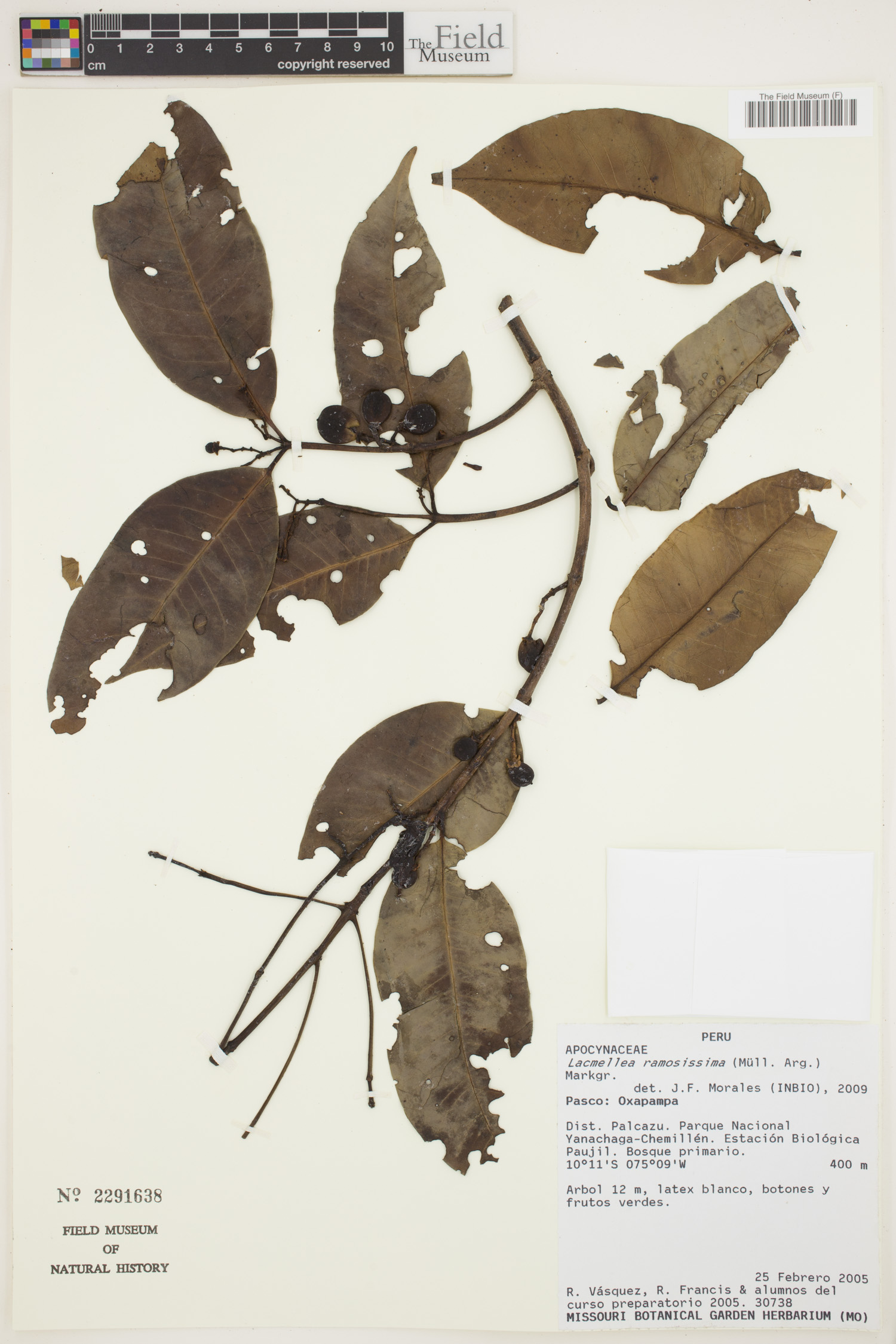 Lacmellea ramosissima