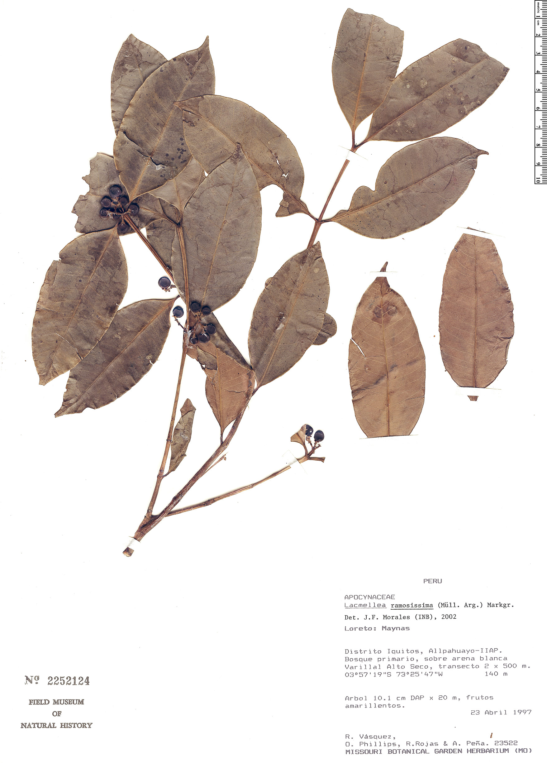 Lacmellea ramosissima — photo