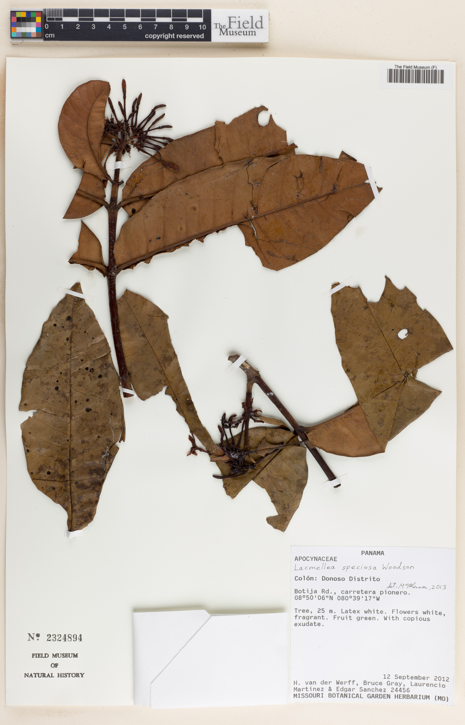 Lacmellea speciosa