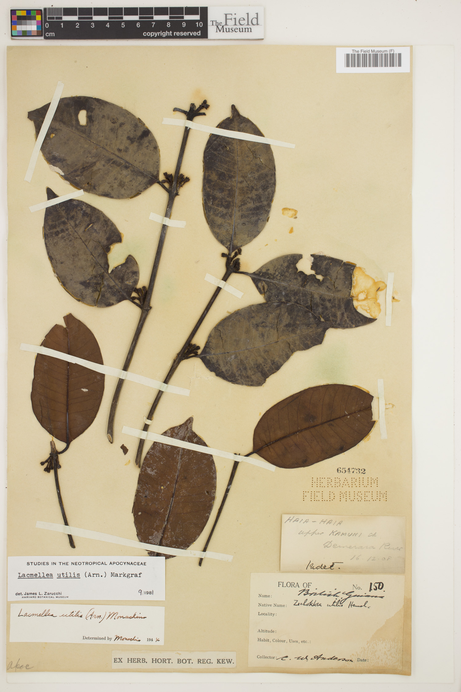 Lacmellea utilis