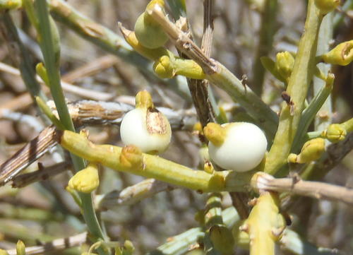Lacomucinaea lineata — photo