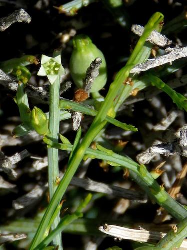 Lacomucinaea lineata — photo