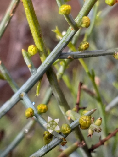 Lacomucinaea lineata