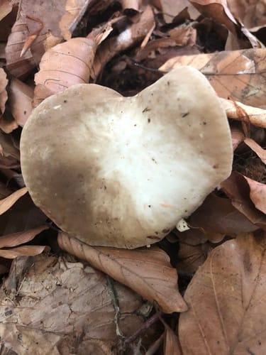 Lactarius acris — photo