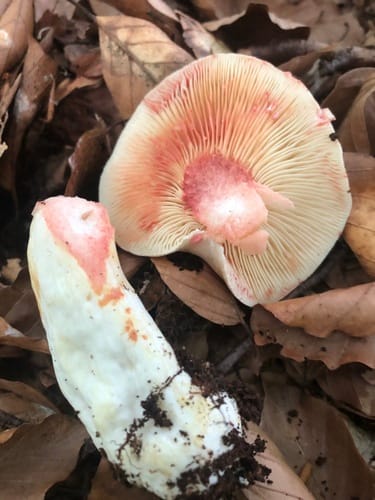 Lactarius acris — photo