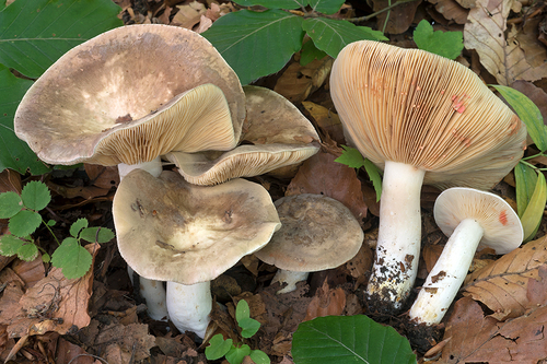 Lactarius acris