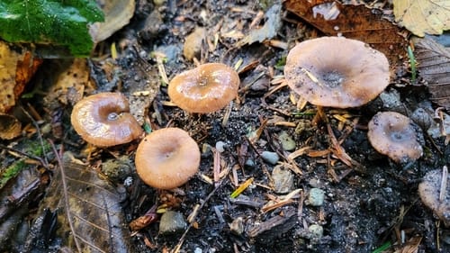 Lactarius carbonicola — photo