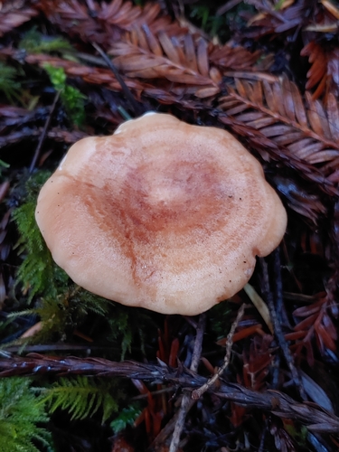 Lactarius chrysorrheus — photo