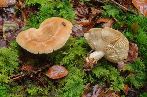 Lactarius chrysorrheus — photo