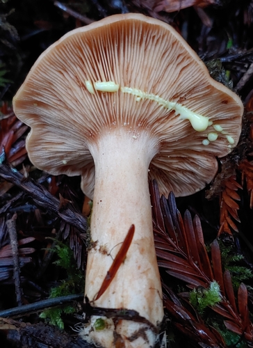 Lactarius chrysorrheus